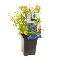 Vaccinium corymbosum 'Jersey' (Bosbes) fruitplant 60cm - afbeelding 1