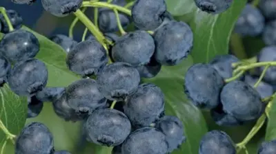 Vaccinium corymbosum 'Jersey' (Bosbes) fruitplant 60cm - afbeelding 5