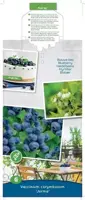 Vaccinium corymbosum 'Jorma' (Bosbes) fruitplant 60cm - afbeelding 4