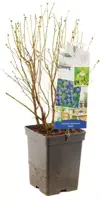 Vaccinium corymbosum 'Jorma' (Bosbes) fruitplant 60cm - afbeelding 3