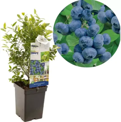 Vaccinium corymbosum 'Jorma' (Bosbes) fruitplant 60cm - afbeelding 1