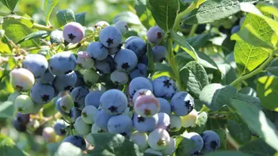 Vaccinium corymbosum 'Jorma' (Bosbes) fruitplant 60cm - afbeelding 5
