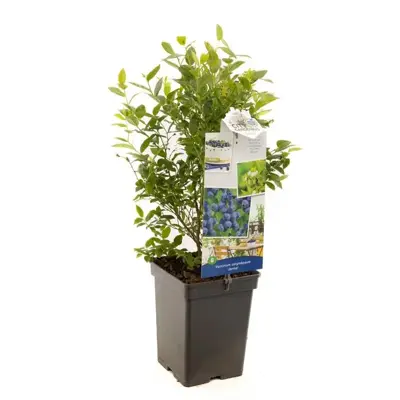 Vaccinium corymbosum 'Jorma' (Bosbes) fruitplant 60cm - afbeelding 2