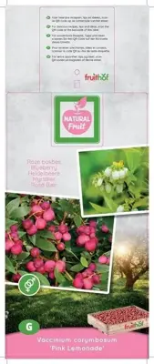 Vaccinium corymbosum 'Pink Lemonade' (Bosbes) fruitplant 60cm - afbeelding 3