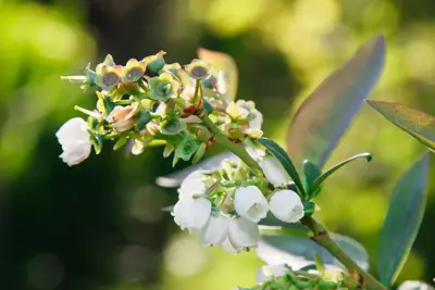 Vaccinium corymbosum 'Pink Lemonade' (Bosbes) fruitplant 60cm - afbeelding 2