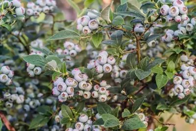 Vaccinium corymbosum 'Pink Lemonade' (Bosbes) fruitplant 60cm - afbeelding 3
