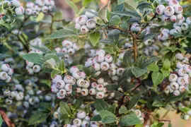 Vaccinium corymbosum 'Pink Lemonade' (Bosbes) fruitplant 60cm - afbeelding 3