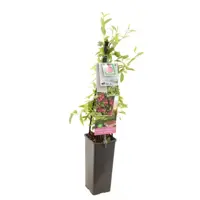 Vaccinium corymbosum 'Pink Lemonade' (Bosbes) fruitplant 60cm - afbeelding 1