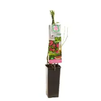 Vaccinium corymbosum 'Pink Lemonade' (Bosbes) fruitplant 60cm - afbeelding 4