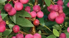 Vaccinium corymbosum 'Pink Lemonade' (Bosbes) fruitplant 60cm - afbeelding 4