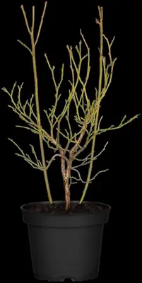 Vaccinium corymbosum 'Pink Lemonade' (Trosbosbes 'Pink Lemonade') - afbeelding 2