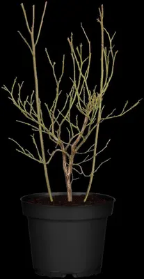 Vaccinium corymbosum 'Pink Lemonade' (Trosbosbes 'Pink Lemonade') - afbeelding 3