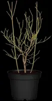 Vaccinium corymbosum 'Pink Lemonade' (Trosbosbes 'Pink Lemonade') - afbeelding 3