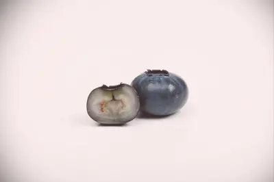 Vaccinium corymbosum 'Sunshine Blue' (Bosbes) fruitplant 50cm - afbeelding 13