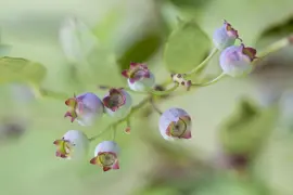 Vaccinium corymbosum 'Sunshine Blue' (Bosbes) fruitplant 50cm - afbeelding 9