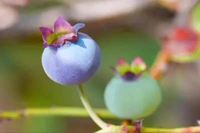 Vaccinium corymbosum 'Sunshine Blue' (Bosbes) fruitplant 50cm - afbeelding 10