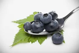 Vaccinium corymbosum 'Sunshine Blue' (Bosbes) fruitplant 50cm - afbeelding 19