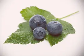 Vaccinium corymbosum 'Sunshine Blue' (Bosbes) fruitplant 50cm - afbeelding 21