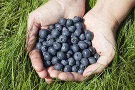 Vaccinium corymbosum 'Sunshine Blue' (Bosbes) fruitplant 50cm - afbeelding 25