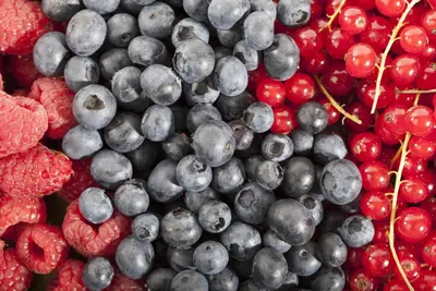 Vaccinium corymbosum 'Sunshine Blue' (Bosbes) fruitplant 50cm - afbeelding 41
