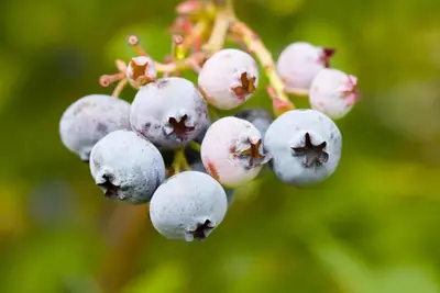Vaccinium corymbosum 'Sunshine Blue' (Bosbes) fruitplant 50cm - afbeelding 42