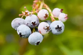 Vaccinium corymbosum 'Sunshine Blue' (Bosbes) fruitplant 50cm - afbeelding 42