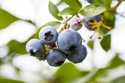 Vaccinium corymbosum 'Sunshine Blue' (Bosbes) fruitplant 50cm - afbeelding 43