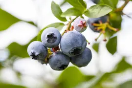 Vaccinium corymbosum 'Sunshine Blue' (Bosbes) fruitplant 50cm - afbeelding 43
