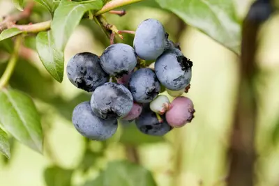 Vaccinium corymbosum 'Sunshine Blue' (Bosbes) fruitplant 50cm - afbeelding 45