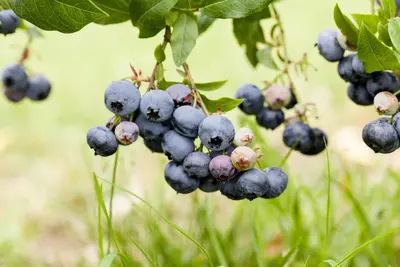 Vaccinium corymbosum 'Sunshine Blue' (Bosbes) fruitplant 50cm - afbeelding 46