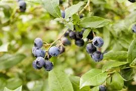 Vaccinium corymbosum 'Sunshine Blue' (Bosbes) fruitplant 50cm - afbeelding 47