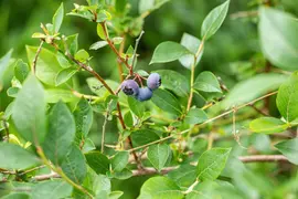 Vaccinium corymbosum 'Sunshine Blue' (Bosbes) fruitplant 50cm - afbeelding 54