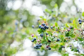 Vaccinium corymbosum 'Sunshine Blue' (Bosbes) fruitplant 50cm - afbeelding 56