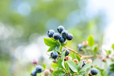 Vaccinium corymbosum 'Sunshine Blue' (Bosbes) fruitplant 50cm - afbeelding 57
