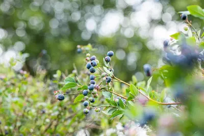 Vaccinium corymbosum 'Sunshine Blue' (Bosbes) fruitplant 50cm - afbeelding 59