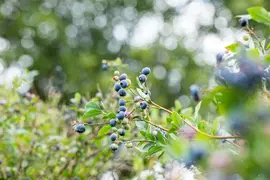 Vaccinium corymbosum 'Sunshine Blue' (Bosbes) fruitplant 50cm - afbeelding 59