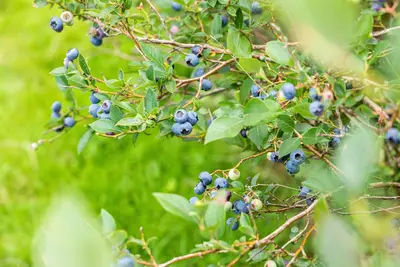 Vaccinium corymbosum 'Sunshine Blue' (Bosbes) fruitplant 50cm - afbeelding 61