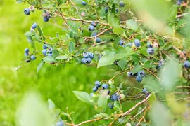 Vaccinium corymbosum 'Sunshine Blue' (Bosbes) fruitplant 50cm - afbeelding 61