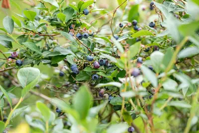 Vaccinium corymbosum 'Sunshine Blue' (Bosbes) fruitplant 50cm - afbeelding 62