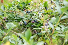Vaccinium corymbosum 'Sunshine Blue' (Bosbes) fruitplant 50cm - afbeelding 62