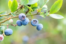 Vaccinium corymbosum 'Sunshine Blue' (Bosbes) fruitplant 50cm - afbeelding 64