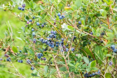 Vaccinium corymbosum 'Sunshine Blue' (Bosbes) fruitplant 50cm - afbeelding 65