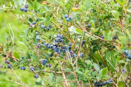 Vaccinium corymbosum 'Sunshine Blue' (Bosbes) fruitplant 50cm - afbeelding 65