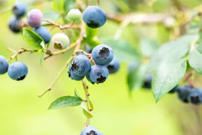 Vaccinium corymbosum 'Sunshine Blue' (Bosbes) fruitplant 50cm - afbeelding 66