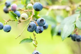 Vaccinium corymbosum 'Sunshine Blue' (Bosbes) fruitplant 50cm - afbeelding 66