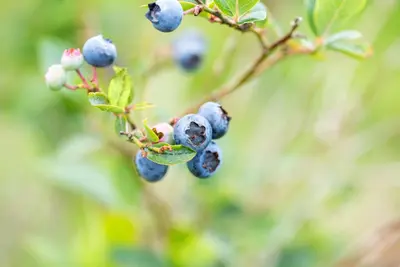 Vaccinium corymbosum 'Sunshine Blue' (Bosbes) fruitplant 50cm - afbeelding 68