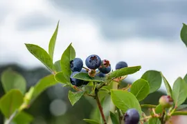 Vaccinium corymbosum 'Sunshine Blue' (Bosbes) fruitplant 50cm - afbeelding 70