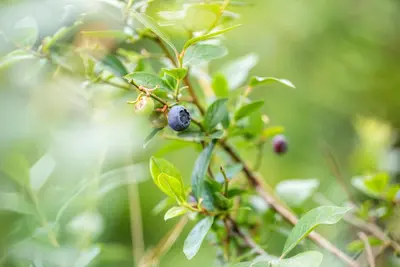 Vaccinium corymbosum 'Sunshine Blue' (Bosbes) fruitplant 50cm - afbeelding 71