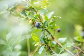 Vaccinium corymbosum 'Sunshine Blue' (Bosbes) fruitplant 50cm - afbeelding 71