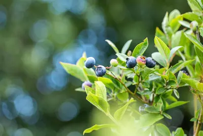 Vaccinium corymbosum 'Sunshine Blue' (Bosbes) fruitplant 50cm - afbeelding 72